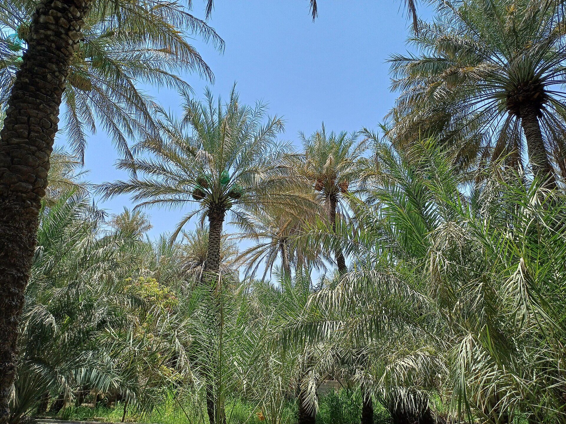 Travel photo from the UAE, view 2