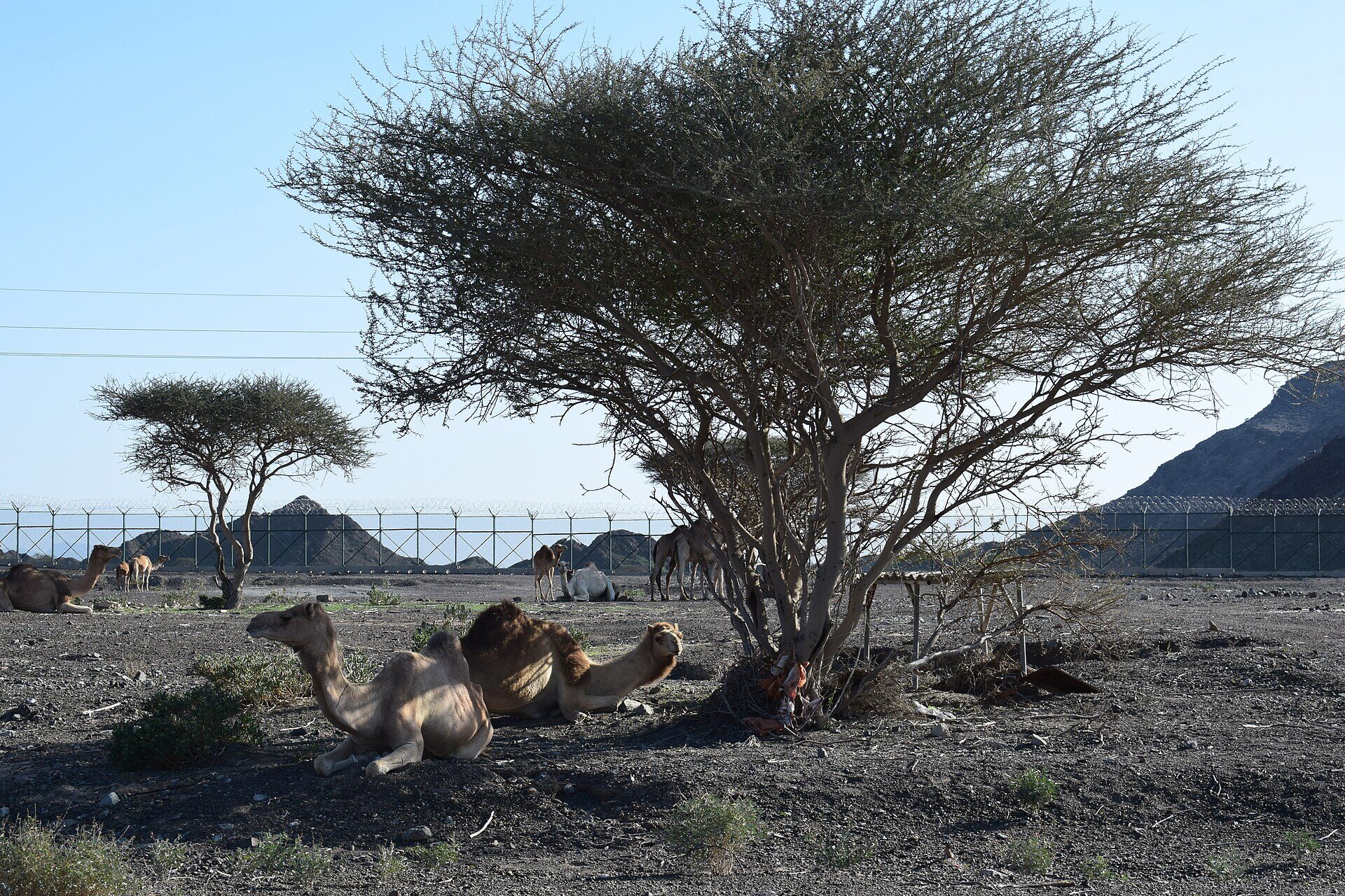 Wadi Showka, Ras Al Khaimah